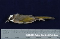 藏品(白頭翁)的圖片